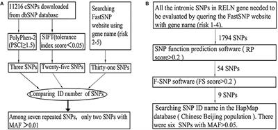 SNP Variation of RELN Gene and Schizophrenia in a Chinese Population: A Hospital-Based Case–Control Study